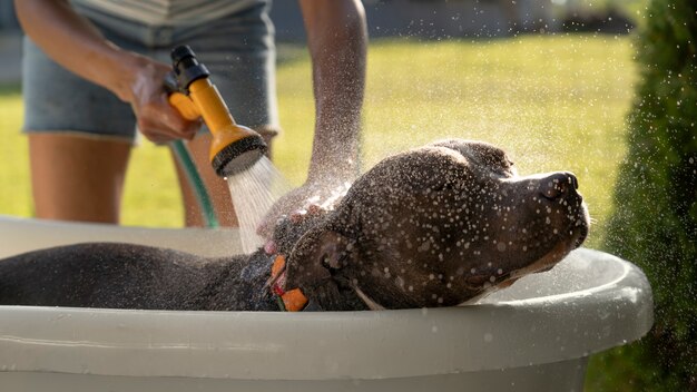 front-view-owner-washing-dog-with-hose_23-2149658864.jpeg